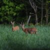 Environnement et chemins ruraux